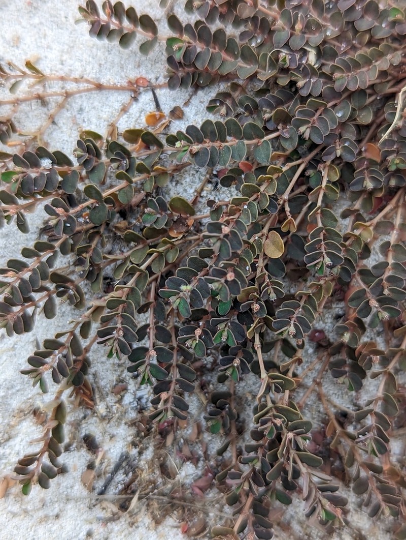 Euphorbia stoddartii