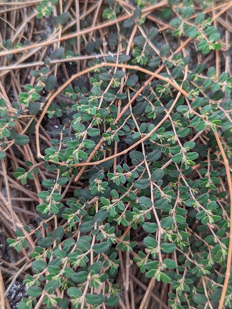 Euphorbia stoddartii photo 2