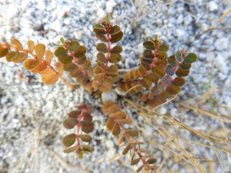 Euphorbia stoddartii photo 3