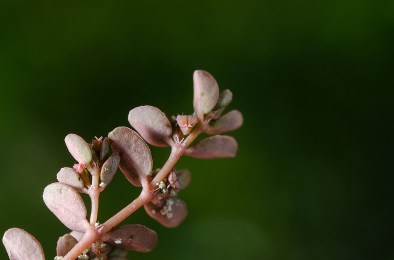Euphorbia stoddartii photo 4