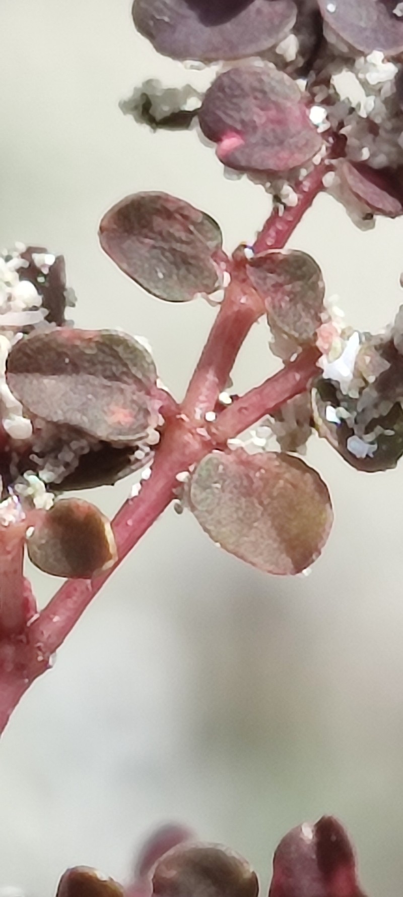 Euphorbia stoddartii photo 6
