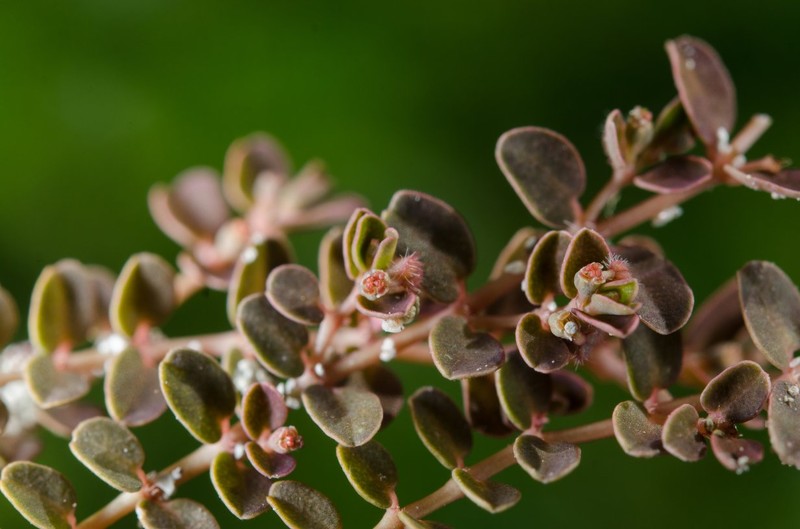 Euphorbia stoddartii photo 7
