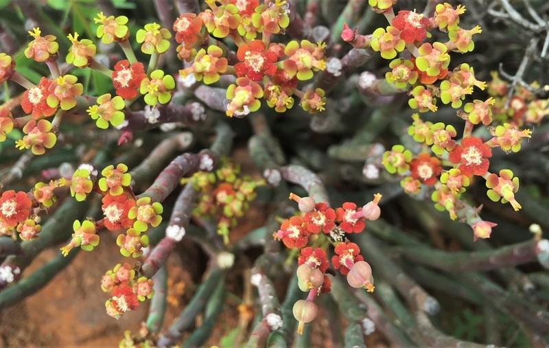 Euphorbia stolonifera photo 2