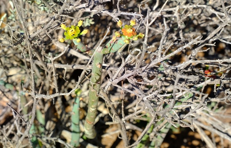 Euphorbia stolonifera photo 3