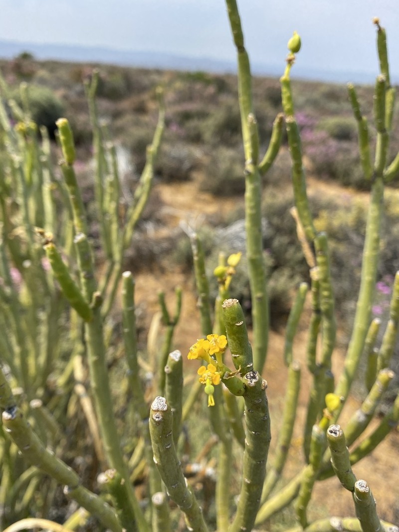 Euphorbia stolonifera photo 4