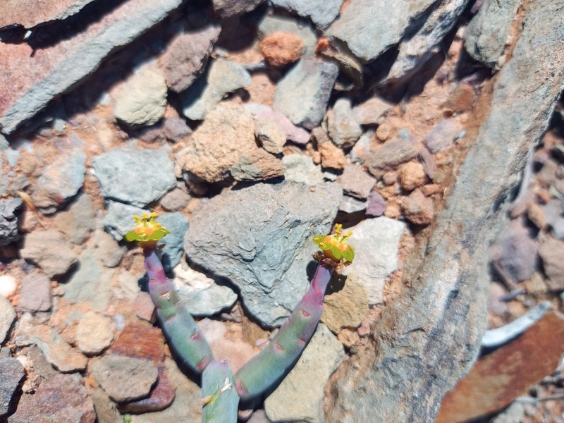 Euphorbia stolonifera photo 5