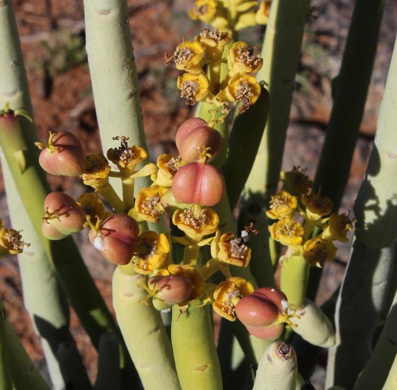 Euphorbia stolonifera photo 6