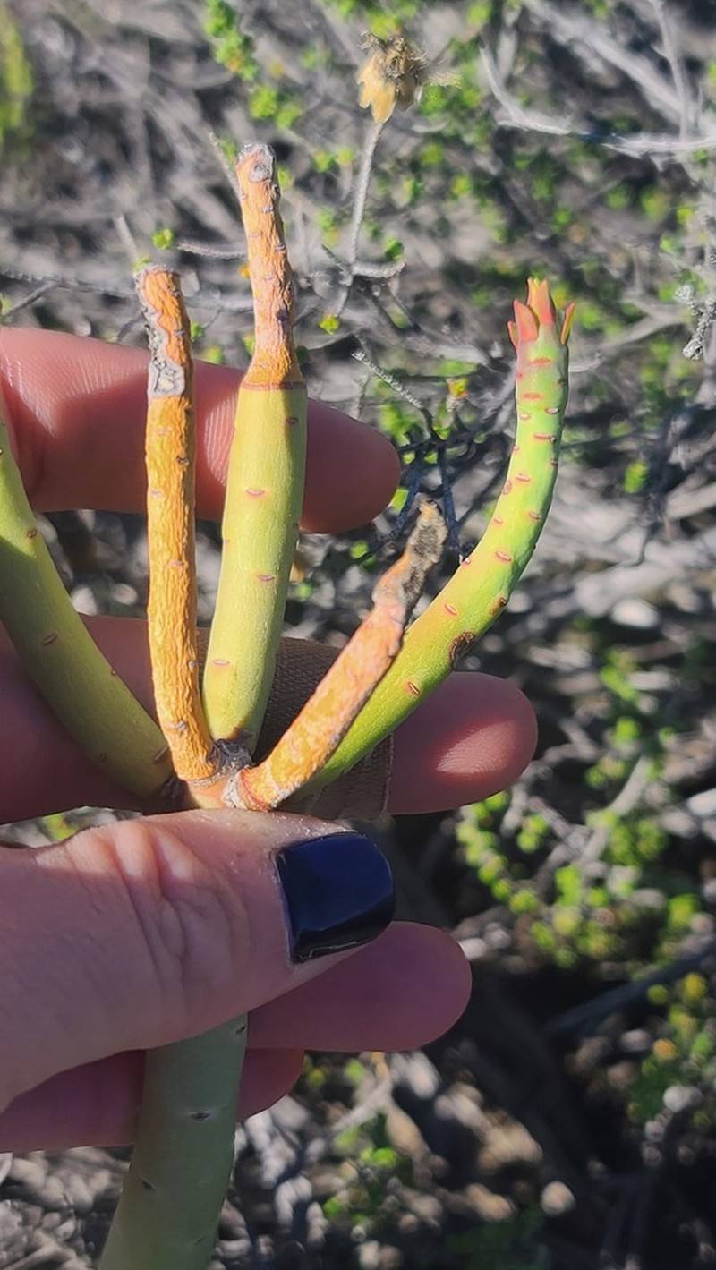 Euphorbia stolonifera photo 7