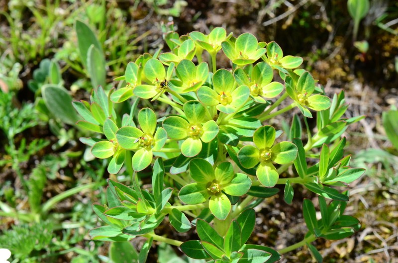 Euphorbia stracheyi photo 2