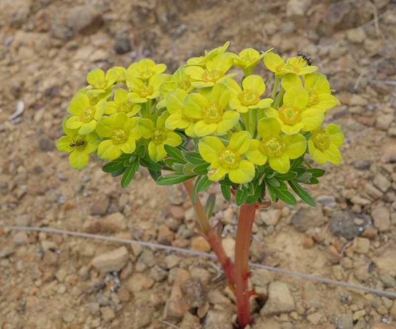 Euphorbia stracheyi photo 3