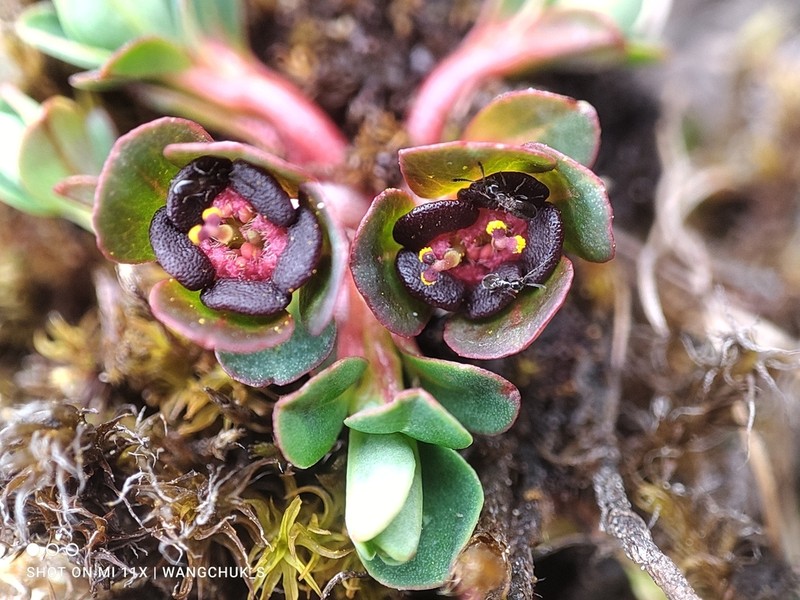 Euphorbia stracheyi photo 4