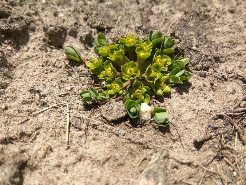 Euphorbia stracheyi photo 6