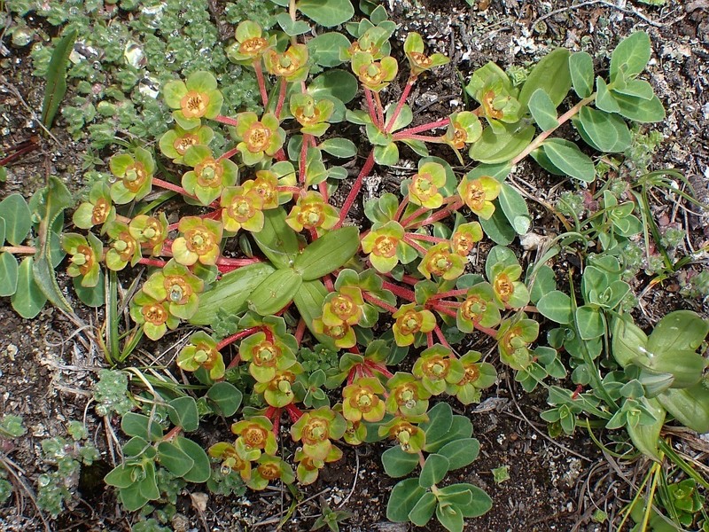 Euphorbia stracheyi photo 8