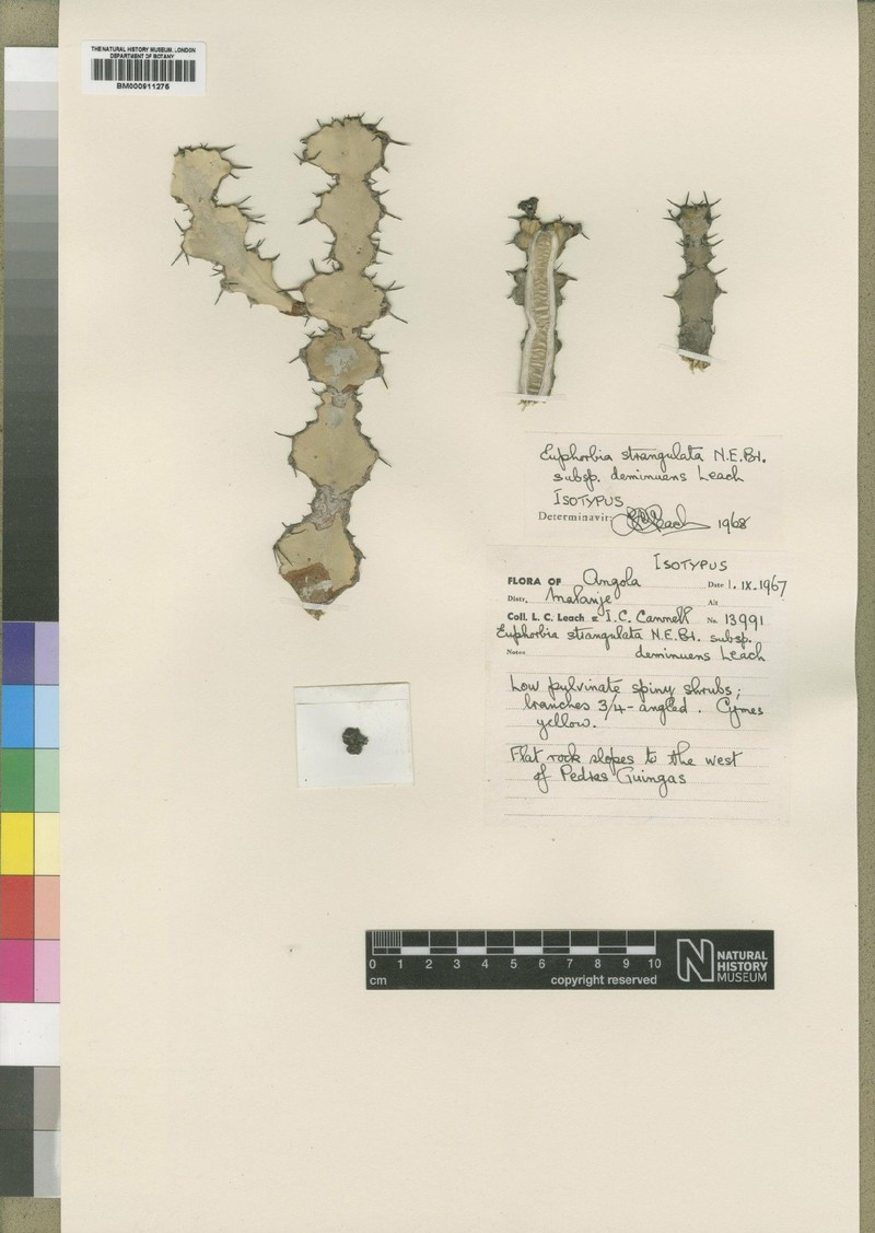Euphorbia strangulata photo 2
