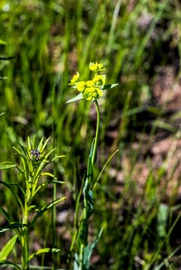 Euphorbia striata