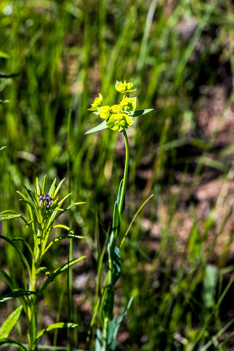 Euphorbia striata