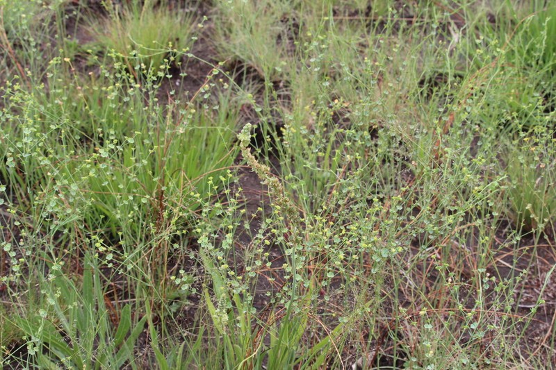 Euphorbia striata photo 2