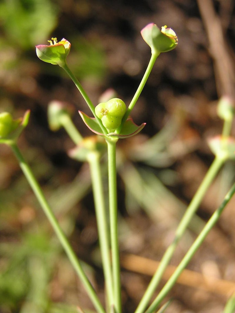 Euphorbia striata photo 3