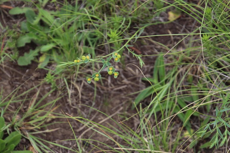 Euphorbia striata photo 4