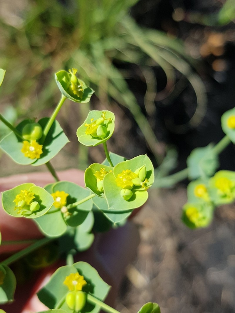 Euphorbia striata photo 5