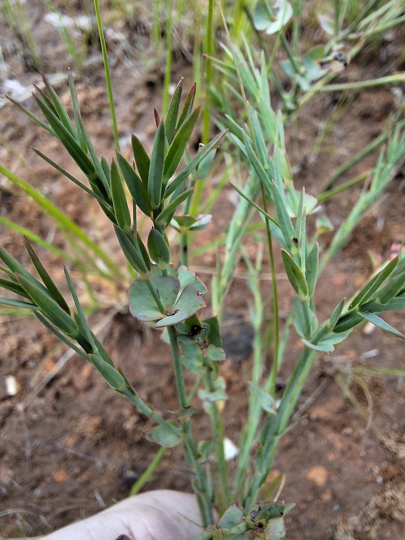 Euphorbia striata photo 6