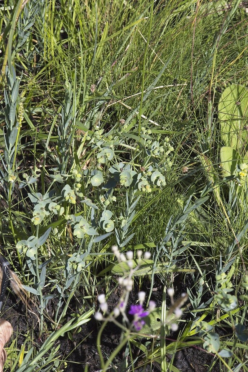Euphorbia striata photo 7