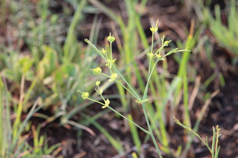 Euphorbia striata photo 8