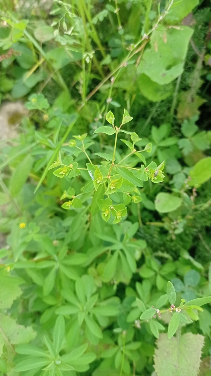 Upright Spurge