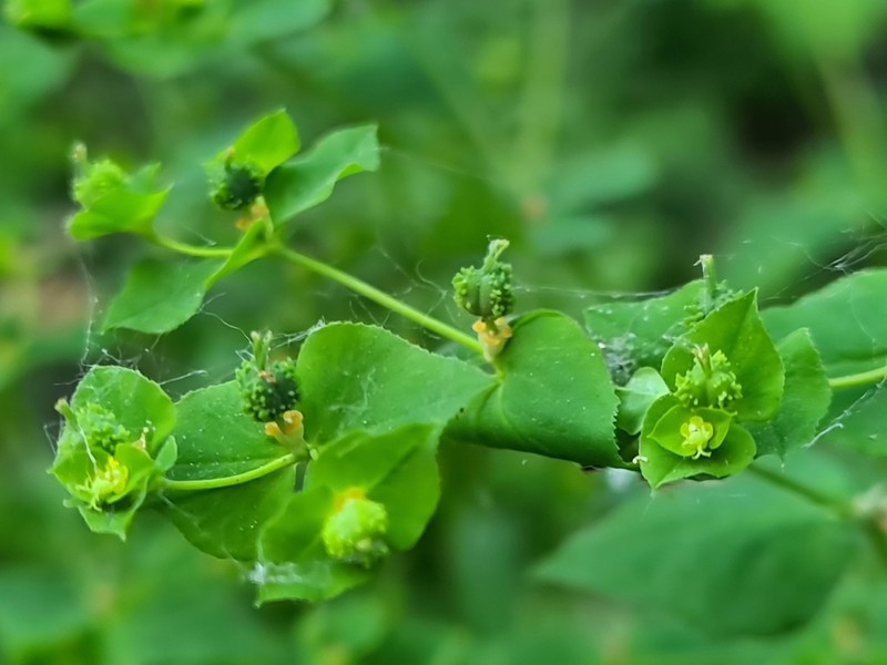 Upright Spurge photo 2