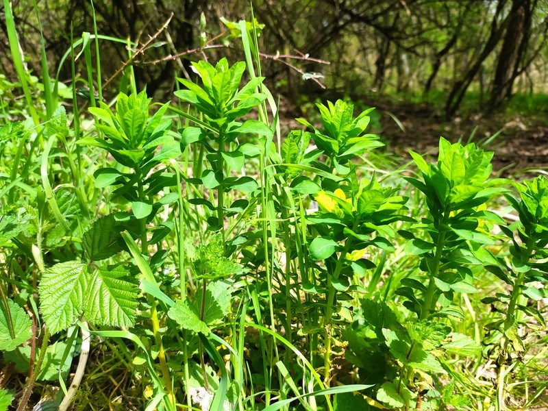 Upright Spurge photo 3