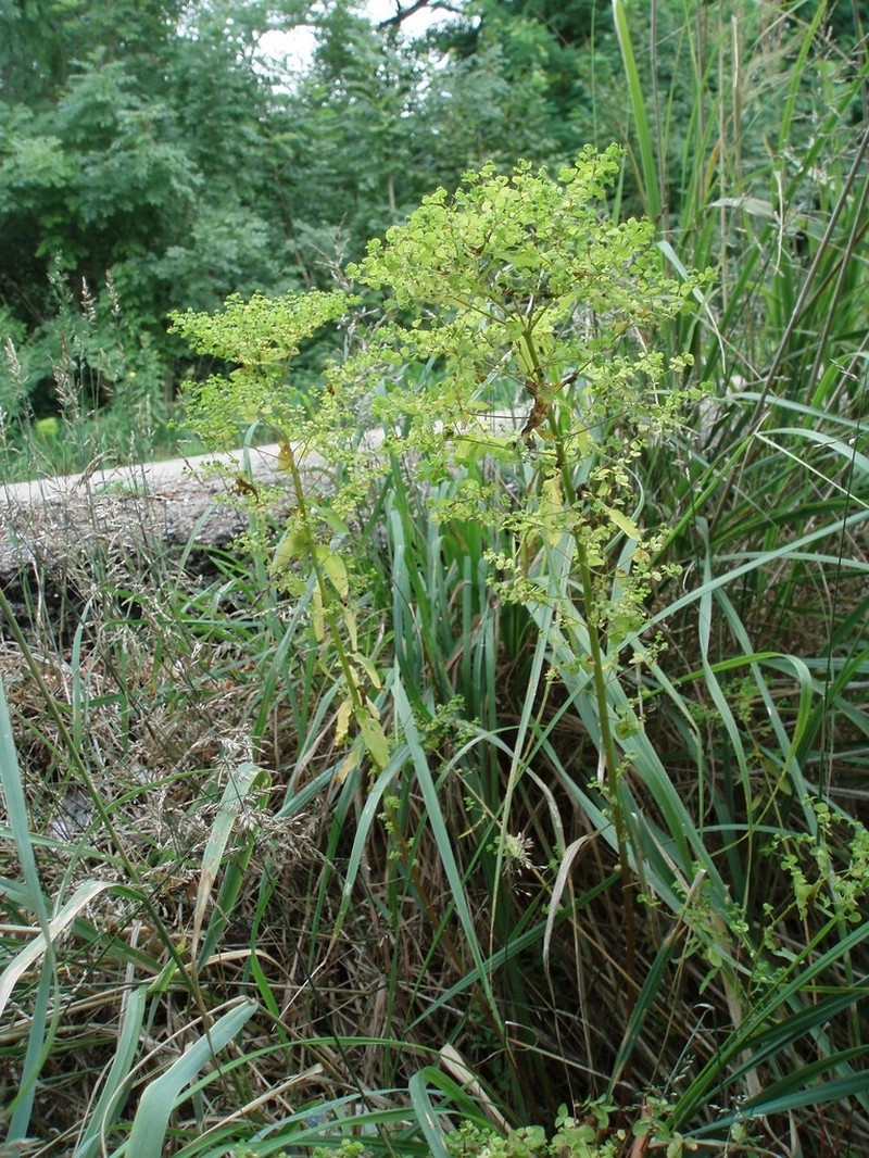 Upright Spurge photo 4