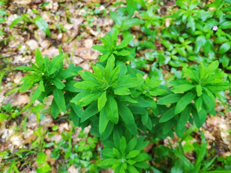 Upright Spurge photo 5
