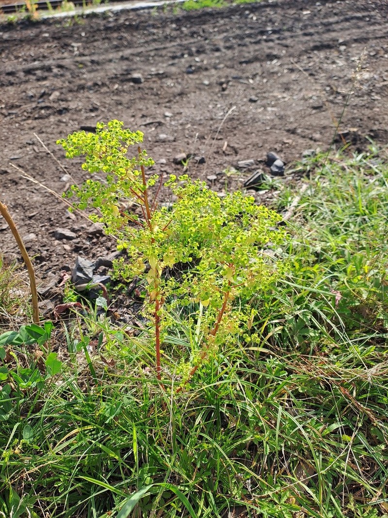 Upright Spurge photo 6
