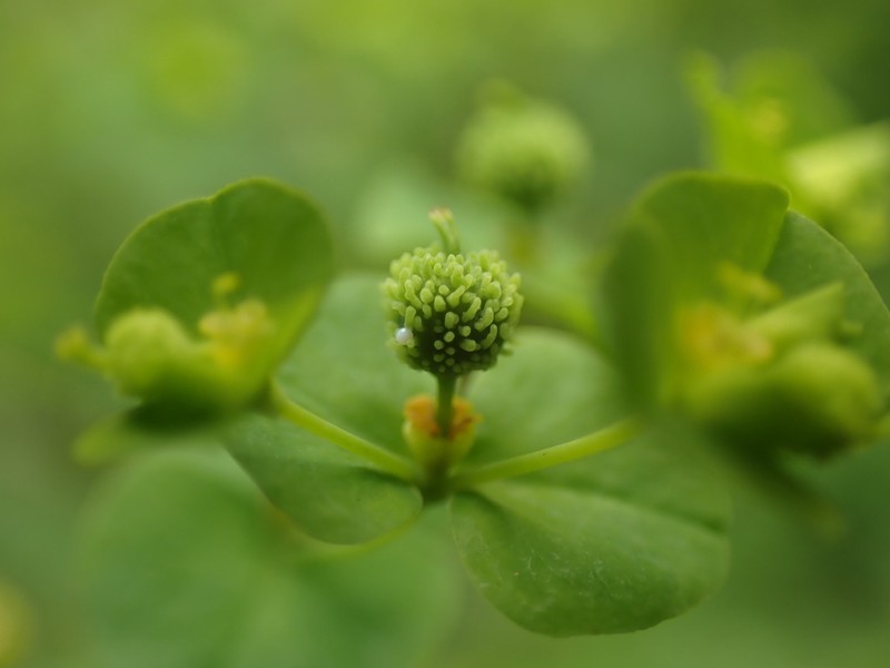 Upright Spurge photo 7