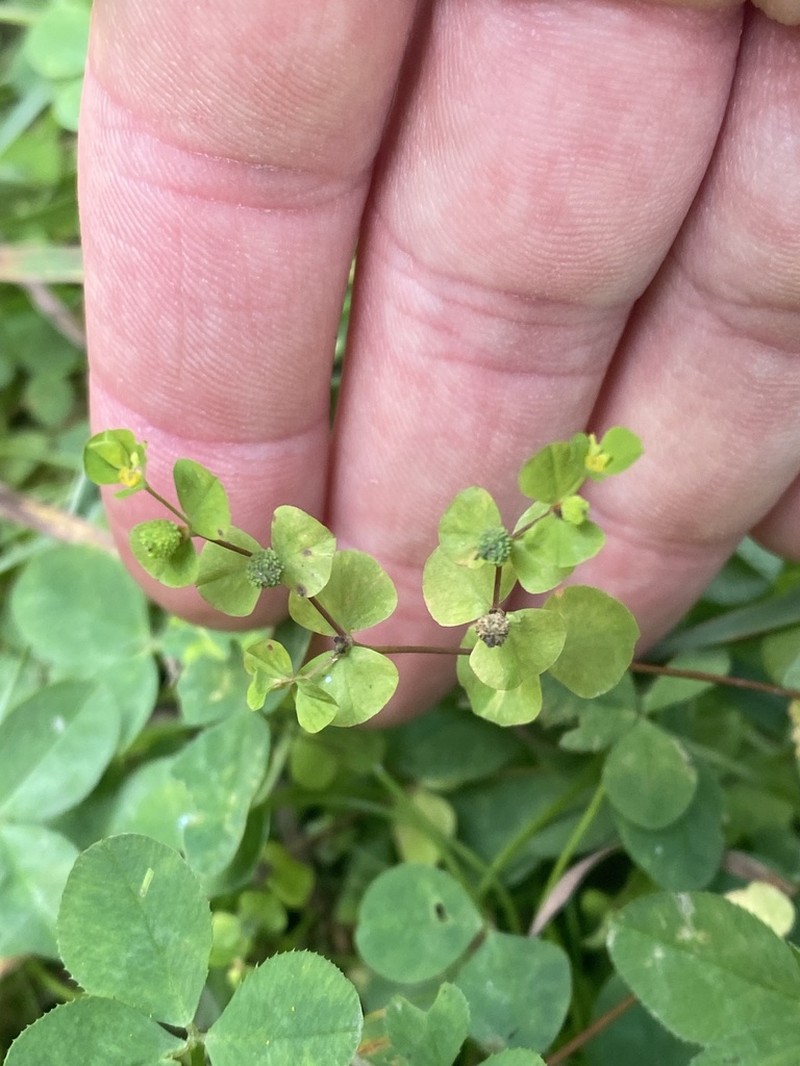 Upright Spurge photo 8