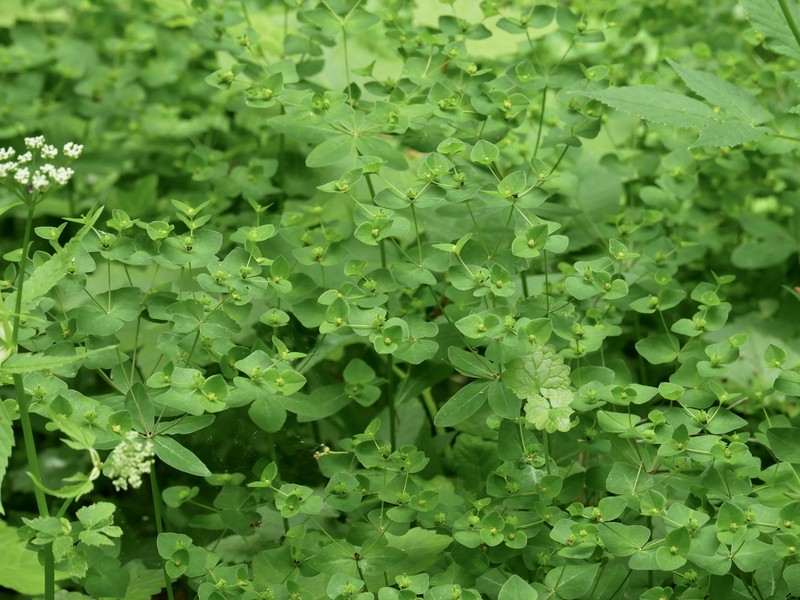 Upright Spurge photo 2