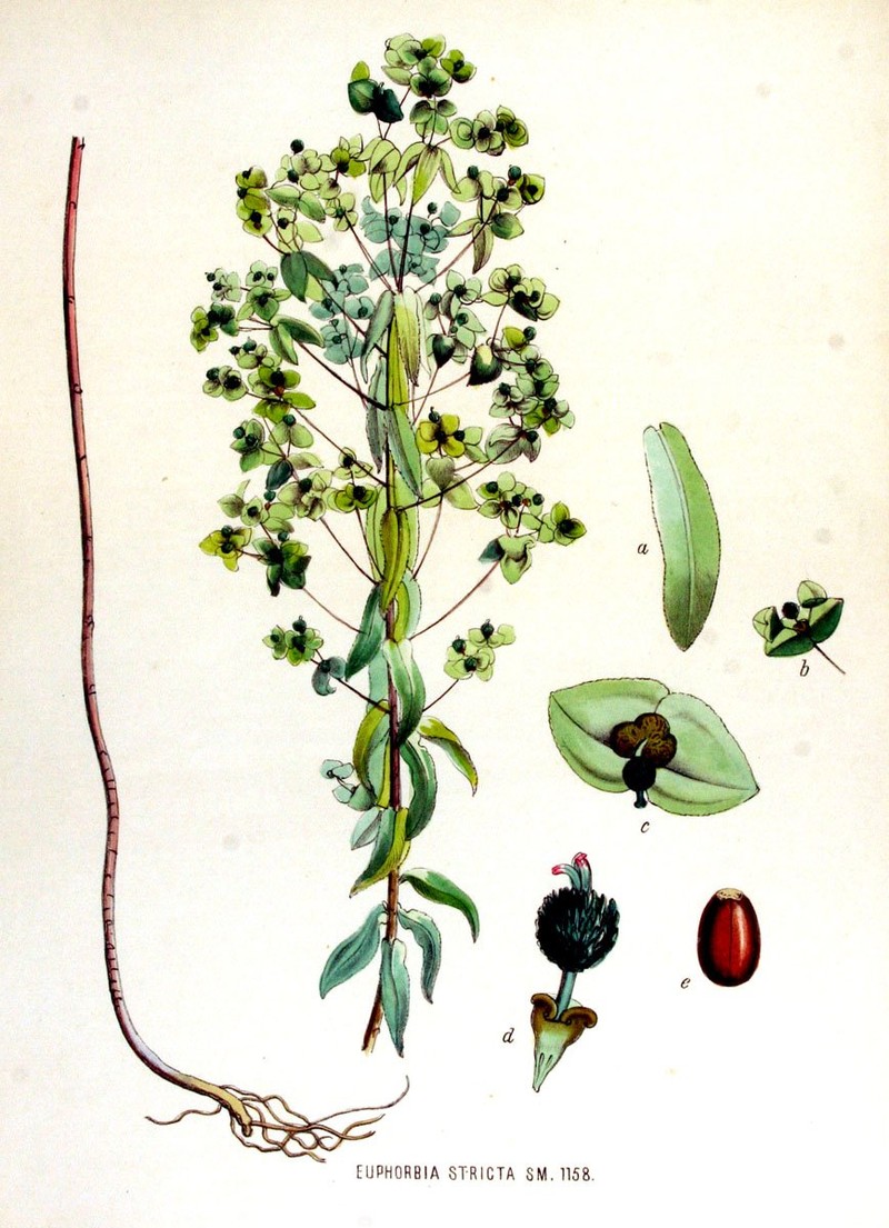 Upright Spurge photo 3