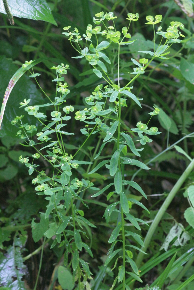Upright Spurge