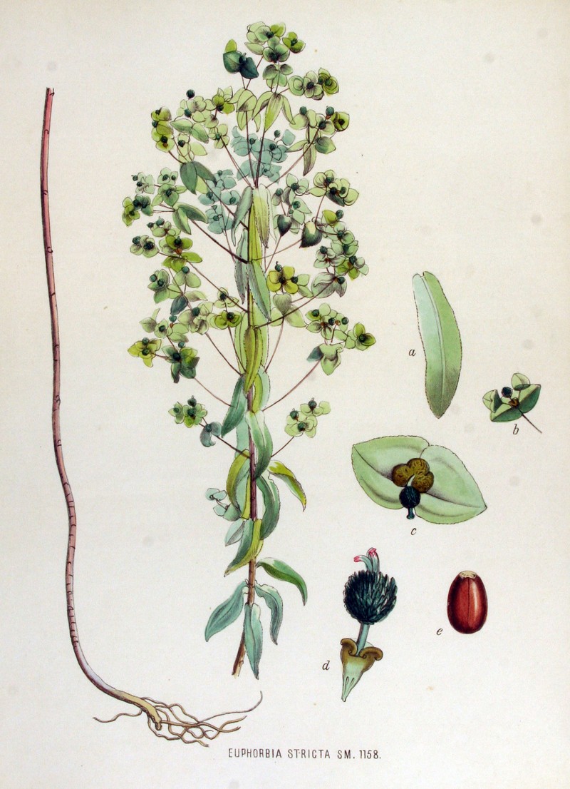 Upright Spurge photo 4