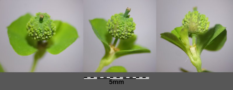 Upright Spurge photo 5