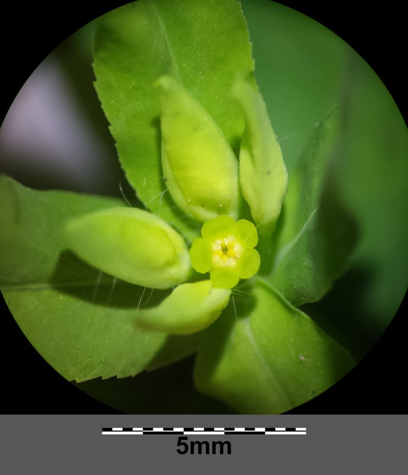 Upright Spurge photo 6