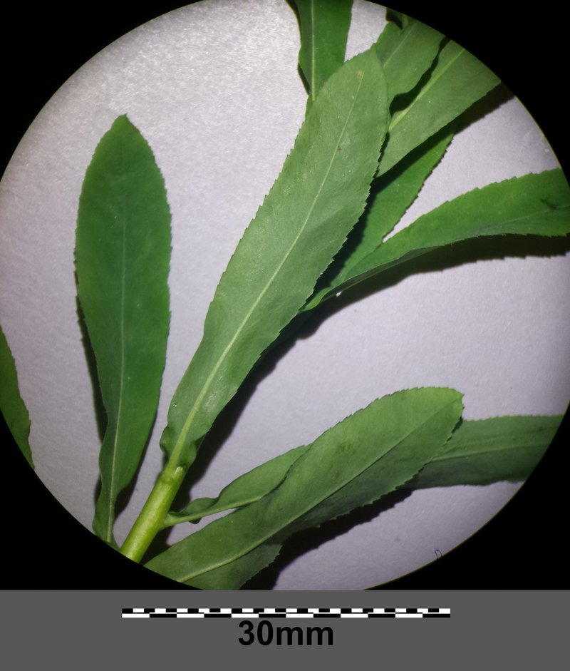 Upright Spurge photo 7