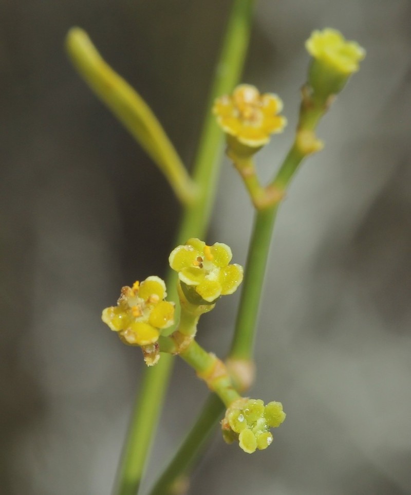 Panhandle Spurge