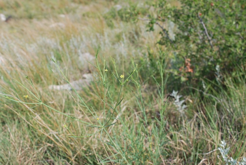 Panhandle Spurge photo 2