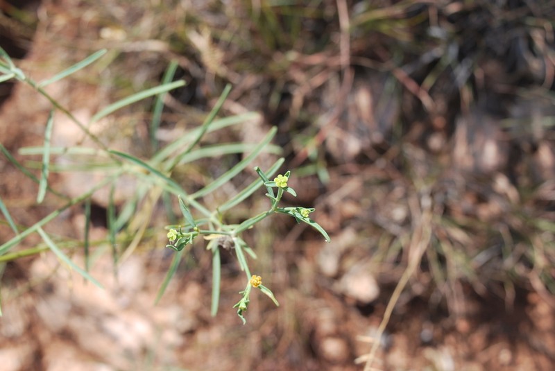Panhandle Spurge photo 3