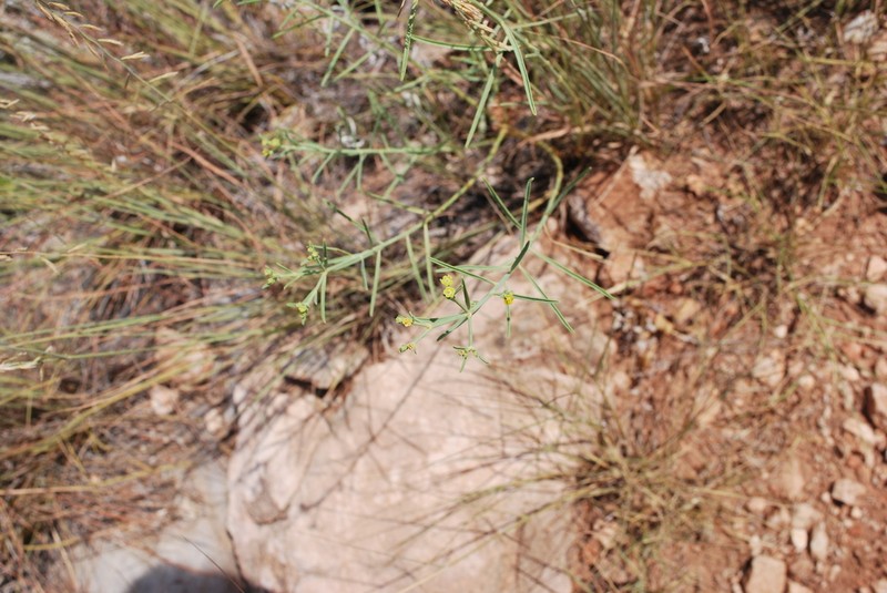 Panhandle Spurge photo 4