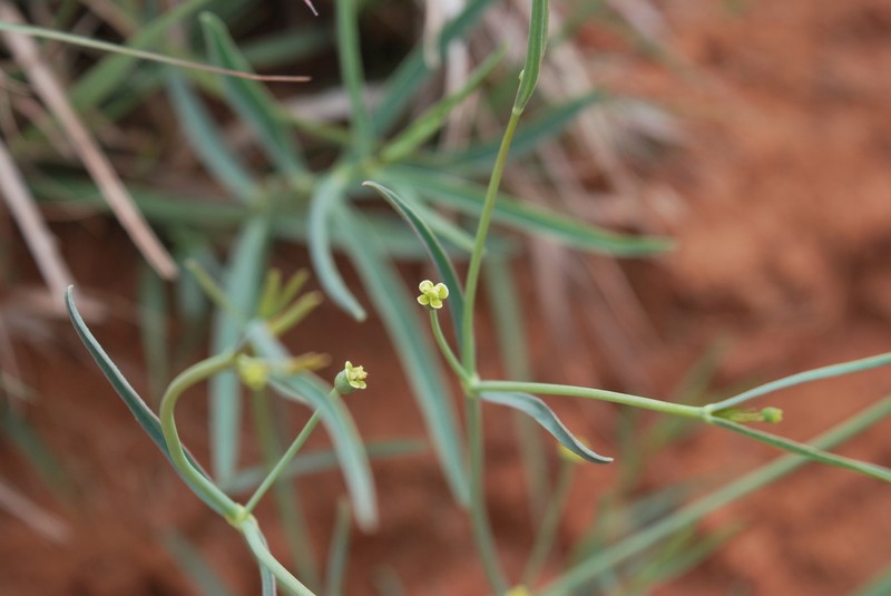 Panhandle Spurge photo 5