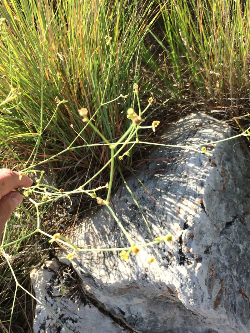 Panhandle Spurge photo 6