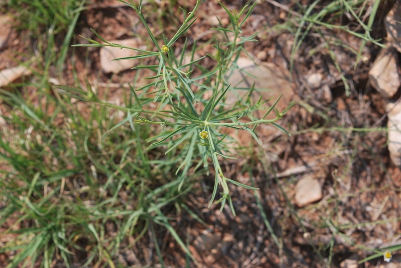 Panhandle Spurge photo 7