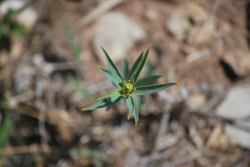Panhandle Spurge photo 8